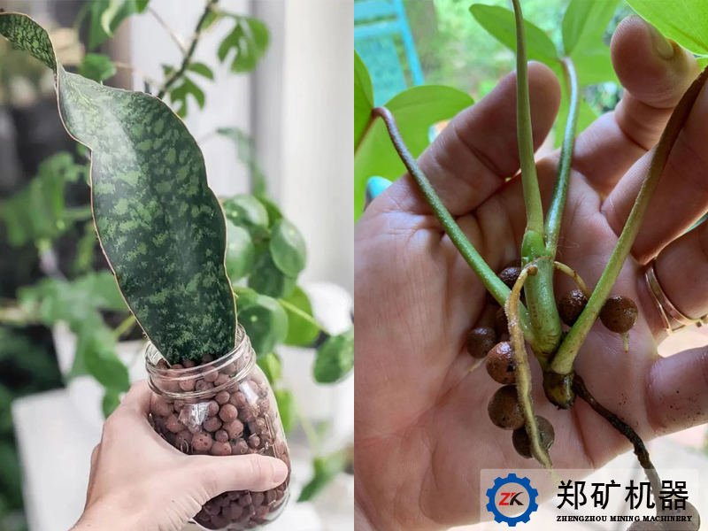 taoli2.jpg taoli2.jpg